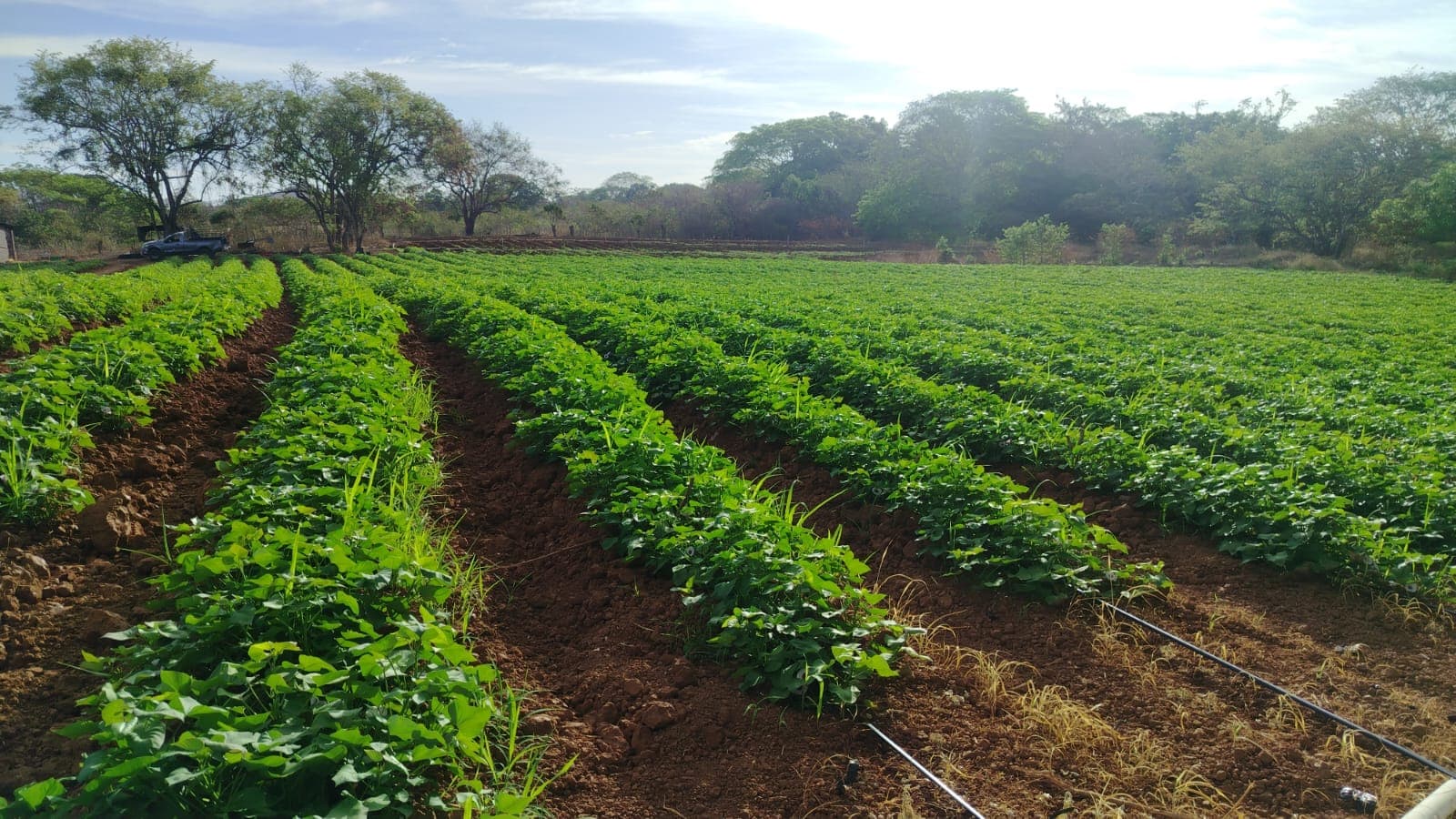 Campo de cultivo en surcos con riego por goteo en Panamá