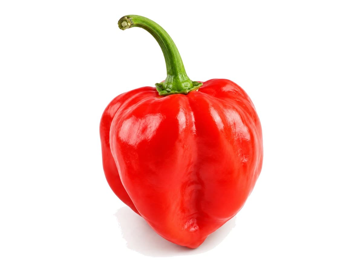Ají chombo