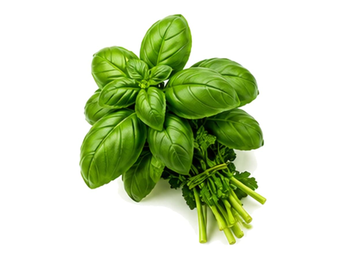 Albahaca