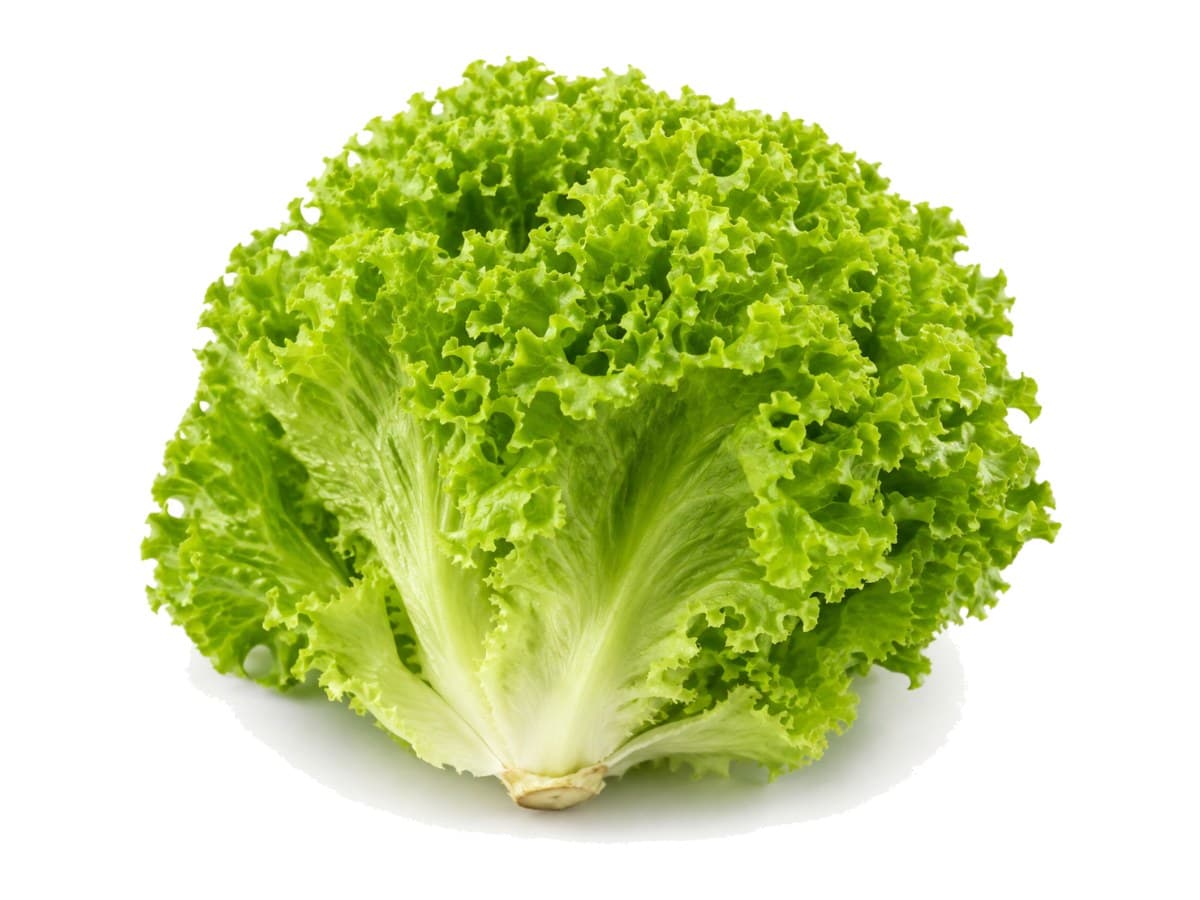 Lechuga crespita