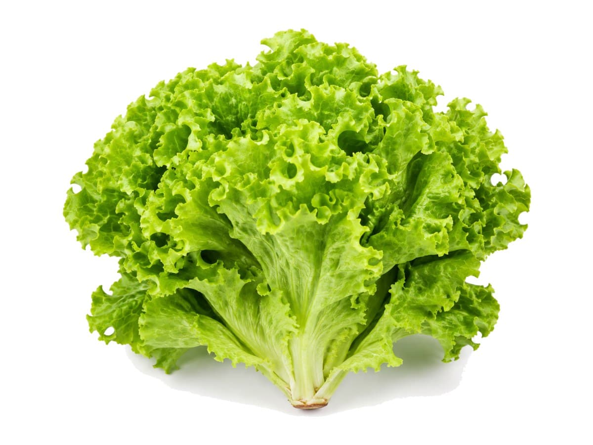 Green leaf lettuce