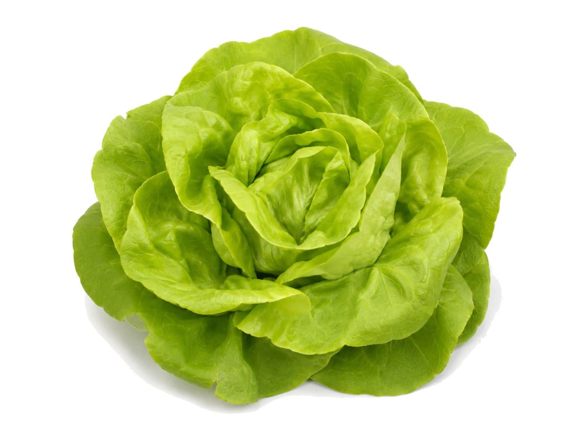 Butter lettuce