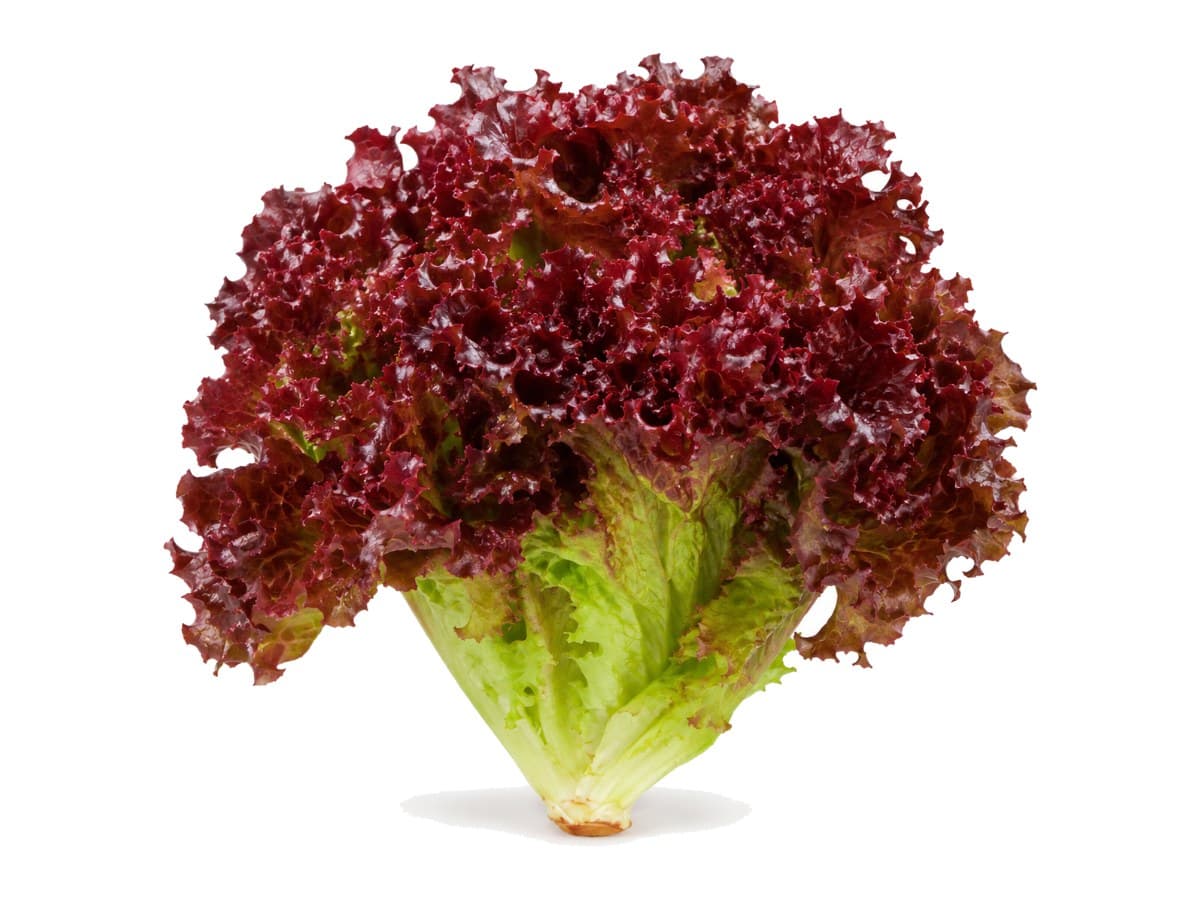 Lechuga red leaf