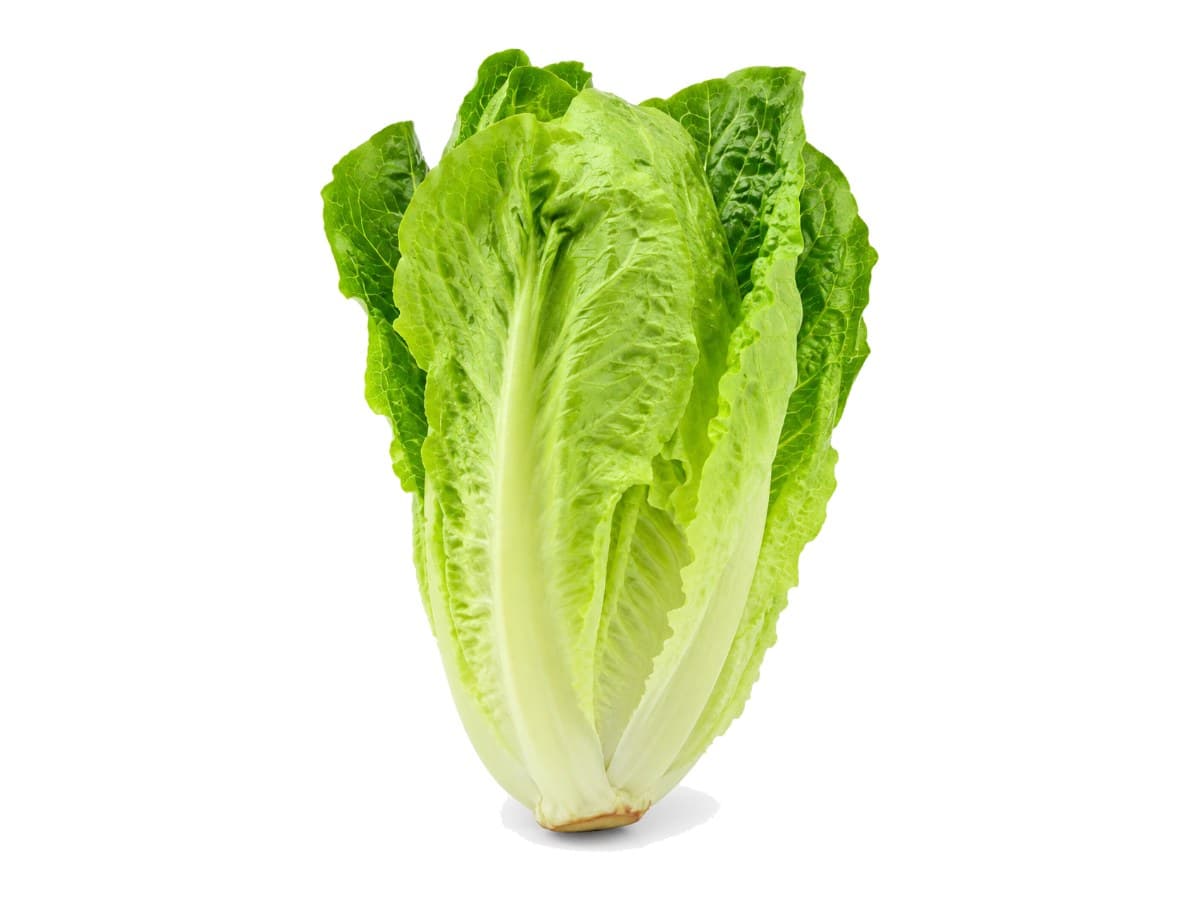Lechuga romana