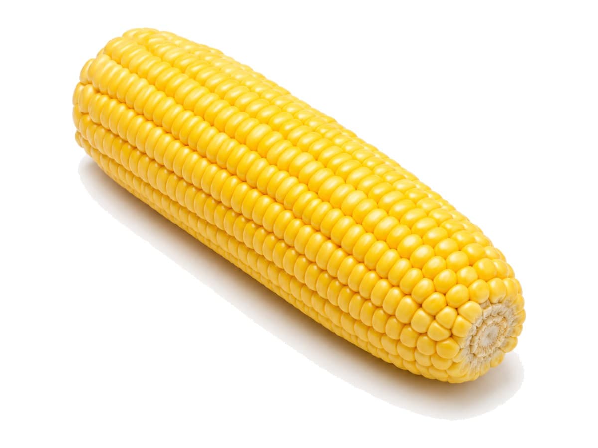 Processed corn on the cob